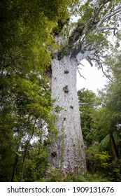 Tane Mahuta, Oldest Kauri Tree