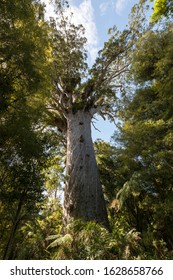 Tane Mahuta - The Oldest Tree In New Zealand