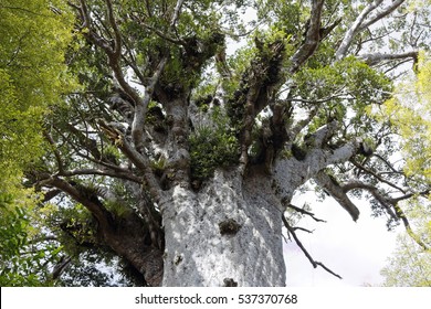 Tane Mahuta, The Sacred Tree Of Maori People.