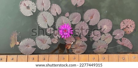 tangerang, indonesia - march 20th, 2023 - pink lotus flower in full bloom in lake melody, seen from top view