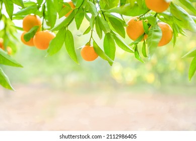 Tangerine Fruits On Branches In Citrus Orchard, Brightly Lit With Copy Space