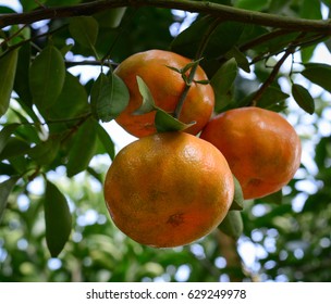 Tangerine fruits on the tree at plantation in spring time.