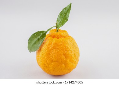 Tangerine Hallabong White Background Cultivar Citrus Stock Photo 