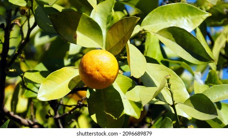 tangerine hanging on a branch covered with green leaves