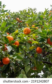 Tangerine mandarin tree with many sweet ripe orange citrus fruits ready to harvest