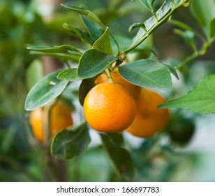 Tangerine On A Citrus Tree