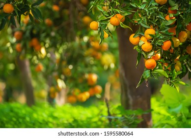 Tangerine sunny garden with green leaves and ripe fruits. Mandarin orchard with ripening citrus fruits. Natural outdoor food background