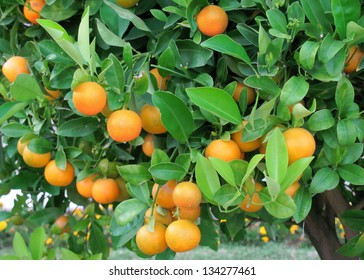 Tangerine Tree