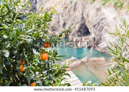 Tangerine tree on the seashore of Liguria, Italy.