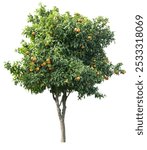 Tangerine tree with ripe orange tangerines isolated on white background. File contains clipping path.