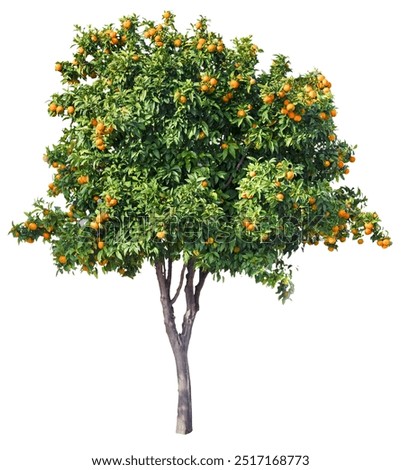 Tangerine tree with ripe orange tangerines isolated on white background. File contains clipping path.
