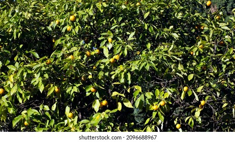 tangerines hanging on a branches covered with green leaves