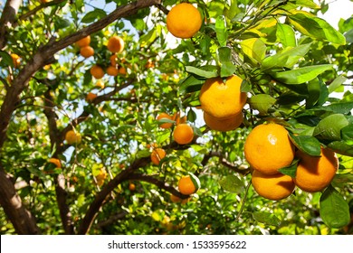 Tangerines On A Tangerine Tree.