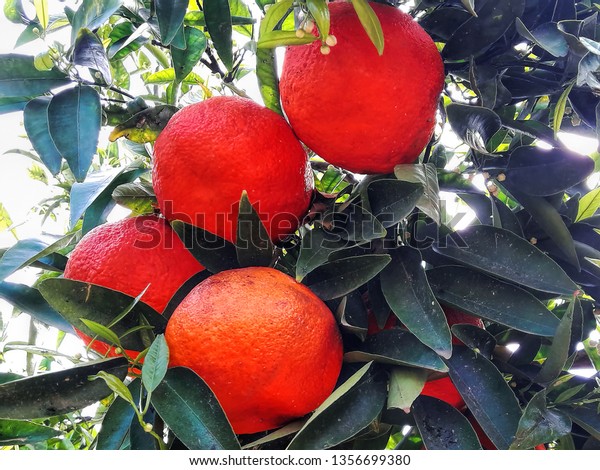 How to Grow and Use Citrus Fruits Flowers and Foliage Citrus