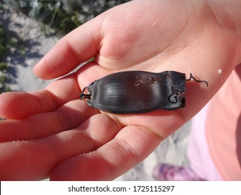 A Tangible Shark Egg Case