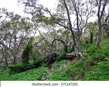 A Tangle Of Acacia Koa Forest In Hawaii.