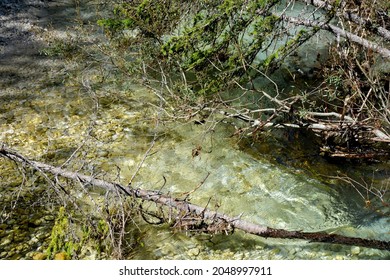 Tangle Of Branches And Twigs In A Corner Of The Rienza River Before Flowing Into Lake Dobbiaco