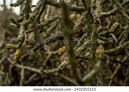 Tangle Of Chainlink Cactus In Saguaro National Park