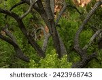Tangle Of Cottonwood Tree Branches In Zion National Park