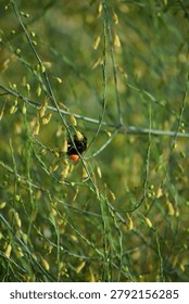 a Tangle of countless tiny Asparagus blossoms attracts a Bumblebee