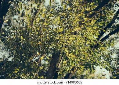 tangle leave on trees