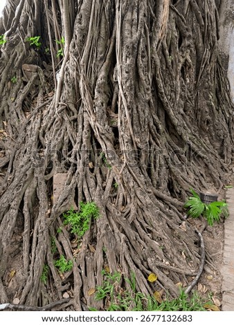 Tangle mess of roots from an old large tree. Reminds of fairy tales