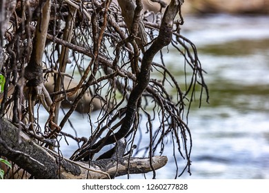 tangle of roots trail down river bank towards water - Shutterstock ID 1260277828