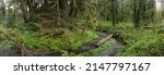 A tangle of trees and understory vegetation thrive in Tryon State Park, Lake Oswego, Oregon. This part of the country is home to temperate rainforests which serve as habitats for many species.