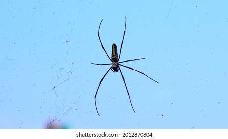 Tangle web spider, taking rest on own web with sky background, summer season.