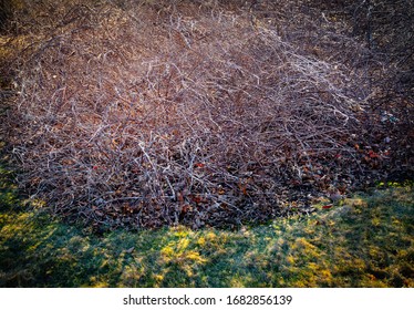 Tangled Barren Wild Vine Bushes In Winter Lawn Garden