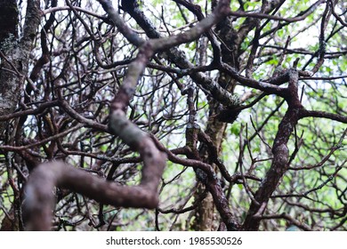 Tangled Branches In Craggy Garden