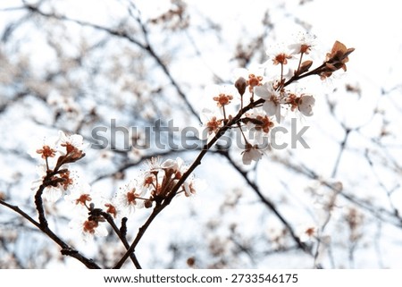 Tangled branches of fruit tree full of new blooming flowers some focused, others blurred, against high key white background, 