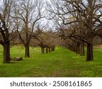 Tangled Curving Avenue Of Autumn Elm Trees