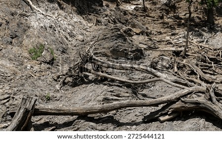 Tangled dry tree roots and fallen branches on a rocky mountain slope.