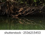 Tangled mangrove roots cast intricate reflections on the calm water in Cairns, Australia, creating a captivating natural scene of stillness and complexity.