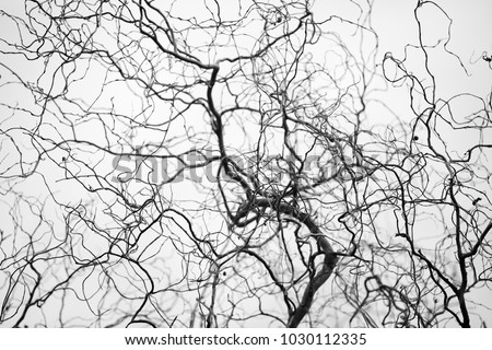 Tangled structure of thin twisted tree branches resemble a network of veins and arteries. Spindly tree branches form a complicated fractal pattern silhouetted against neutral grey background. 