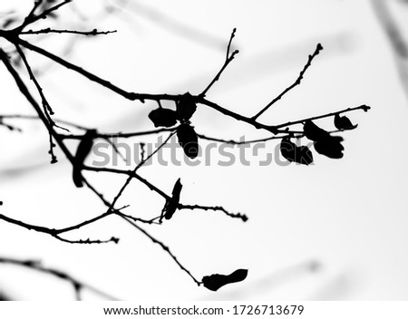 Similar – Image, Stock Photo Drähte again ader adrig