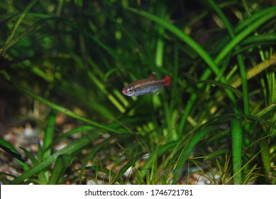 Tanichthys Albonubes The White Cloud Mountain Minnow In Aquarium