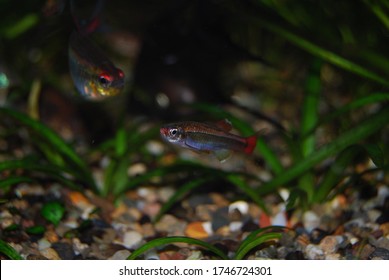 Tanichthys Albonubes, The White Cloud Mountain Minnow In Aquarium