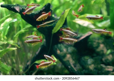 Tanichthys Albonubes The White Cloud Mountain Minnow In Aquarium