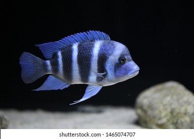 Cyphotilapia Images, Stock Photos & Vectors | Shutterstock