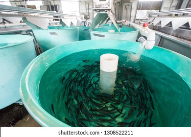 Tanks Inside Of A Fish Hatchery Breed Tiny Rainbow Trout To Stock In Nearby Lakes. Mammoth Lakes, California - May 25, 2018