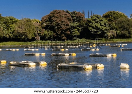 Tanks web used for raising tilapia on a fish farm in Brazil