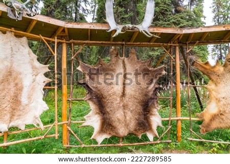 Tanned animal hides stretched on a rack in an Alaskan village for fur clothing