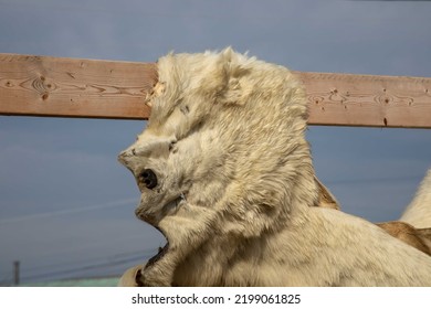 Tanned Polar Bear Hide Cut For Clothing On Display At Gjoa Harbor, Victoria Island, Nunavut, Canada.