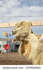 Tanned Polar Bear Hide Cut For Clothing On Display On Street In Front Of Community Center At Gjoa Harbor, Victoria Island, Nunavut, Canada.