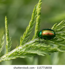 Tansy Beetle, York UK