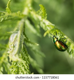 Tansy Beetle, York UK