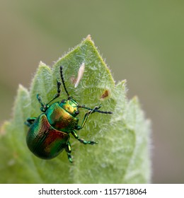 Tansy Beetle, York UK