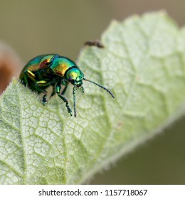 Tansy Beetle, York UK